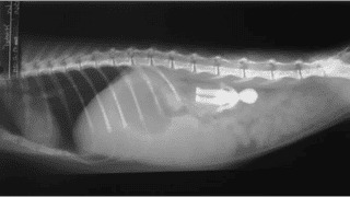 Mi perro se ha comido 43 calcetines, y otras sorpresas de los rayos X